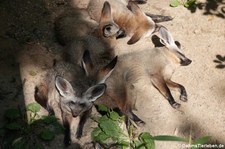 Südafrikanische Löffelhunde (Otocyon megalotis megalotis) im GaiaZOO Kerkrade, Niederlande