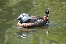 Weißkopf-Ruderente (Oxyura leucocephala) im GaiaZOO Kerkrade, Niederlande