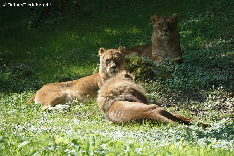 Afrikanische Löwen (Panthera leo)