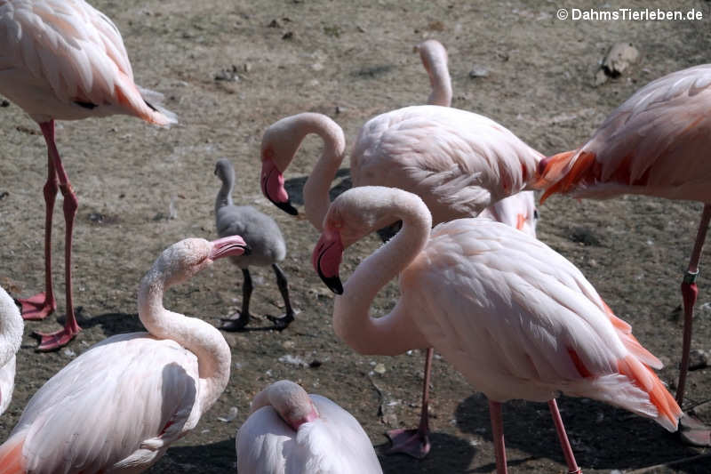 Rosaflamingos (Phoenicopterus roseus)