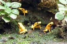 Goldene Pfeilgiftfrösche (Phyllobates terribilis) im GaiaZOO Kerkrade, Niederlande