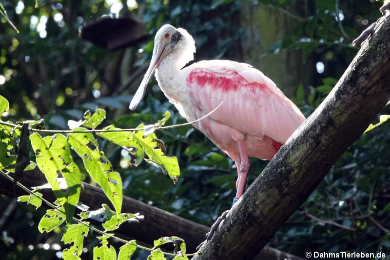 Platalea ajaja