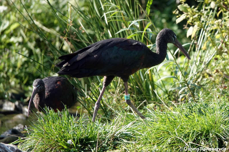 Brauner Sichler (Plegadis falcinellus)