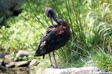 Brauner Sichler (Plegadis falcinellus) im GaiaZOO Kerkrade, Niederlande