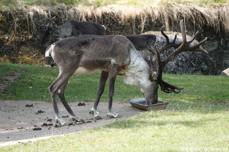 Europäisches Waldren (Rangifer tarandus fennicus)