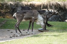 Europäisches Waldren (Rangifer tarandus fennicus) im GaiaZOO Kerkrade, Niederlande