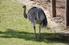 Darwin-Nandu (Rhea pennata) im GaiaZOO Kerkrade, Niederlande