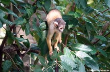 Bolivianischer Totenkopfaffe (Saimiri boliviensis boliviensis) im GaiaZOO Kerkrade, Niederlande