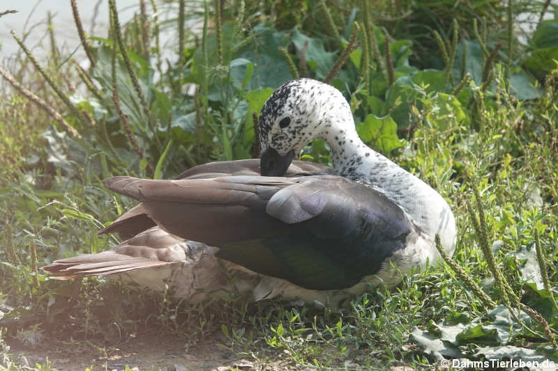 Sarkidiornis melanotos