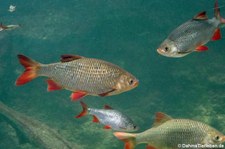 Rotfedern (Scardinius erythrophthalmus) im GaiaZOO Kerkrade, Niederlande