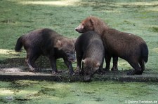 Waldhunde (Speothos venaticus) im GaiaZOO Kerkrade, Niederlande