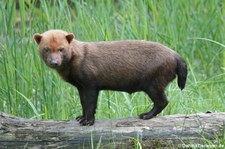 Waldhund (Speothos venaticus) im GaiaZOO Kerkrade, Niederlande