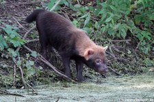 Waldhund (Speothos venaticus) im GaiaZOO Kerkrade, Niederlande