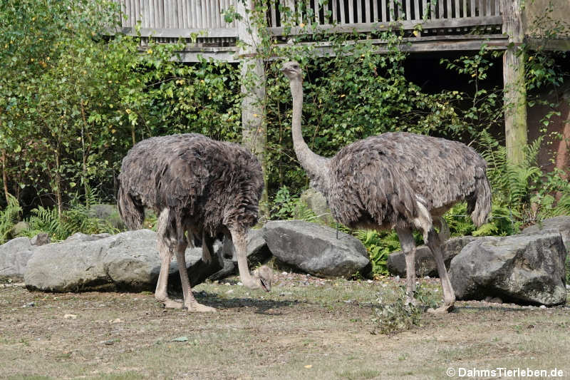 Südafrikanische Blauhalsstrauße (Struthio camelus australis)