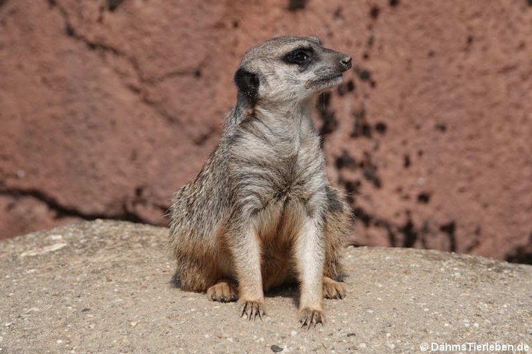 Suricata suricatta