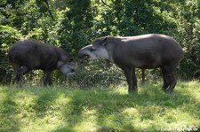 Flachlandtapire (Tapirus terrestris) im GaiaZOO Kerkrade, Niederlande