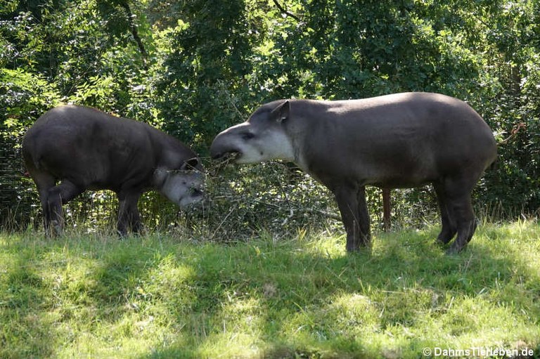 Tapirus terrestris