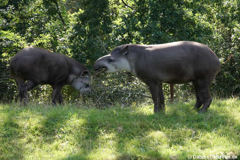 Flachlandtapire (Tapirus terrestris)