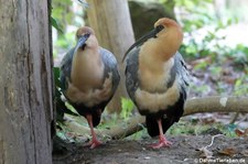 Schwarzzügelibisse (Theristicus melanopis) im GaiaZOO Kerkrade, Niederlande