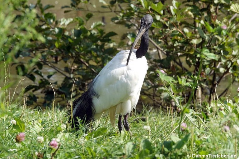 Threskiornis aethiopicus