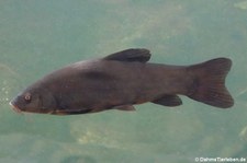 Schleie (Tinca tinca) im GaiaZOO Kerkrade, Niederlande