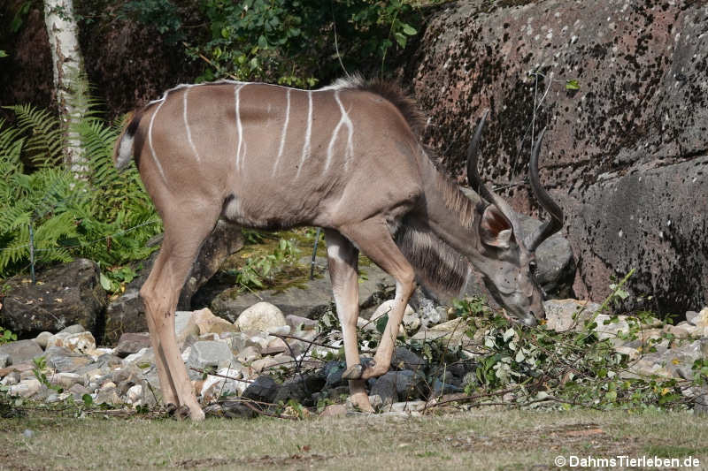 Großer Kudu (Tragelaphus strepsiceros)