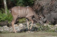 Großer Kudu (Tragelaphus strepsiceros) im GaiaZOO Kerkrade, Niederlande