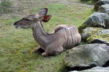 Großer Kudu (Tragelaphus strepsiceros) im GaiaZOO Kerkrade, Niederlande