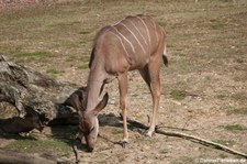 Großer Kudu (Tragelaphus strepsiceros) im GaiaZOO Kerkrade, Niederlande