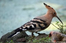 Wiedehopf (Upupa epops) im GaiaZOO Kerkrade, Niederlande