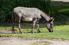 Zwergesel (Equus africanus f. asinus) im GaiaZOO Kerkrade, Niederlande