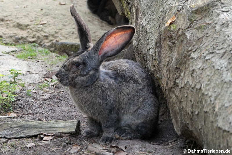 Belgischer Riese (Oryctolagus cuniculus f. domestica)