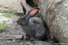 Belgischer Riese (Oryctolagus cuniculus f. domestica) im Wildpark Gangelt