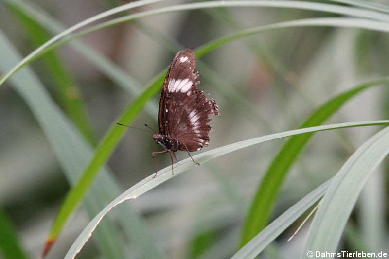 Hypolimnas bolina