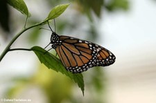 Monarchfalter (Danaus plexippus) im Schmetterlingsgarten Grevenmacher, Luxemburg