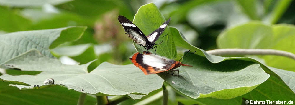 Hypolimnas anthedon und Charaxes protoclea