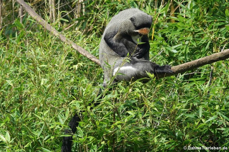 Cercopithecus neglectus