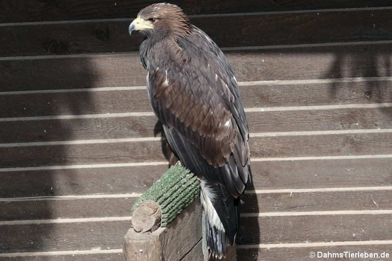 Aquila chrysaetos chrysaetos