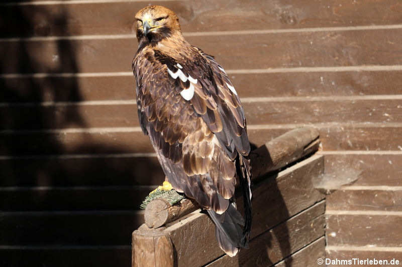 Aquila heliaca