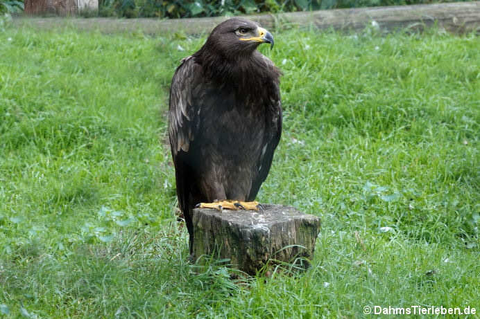 Aquila nipalensis