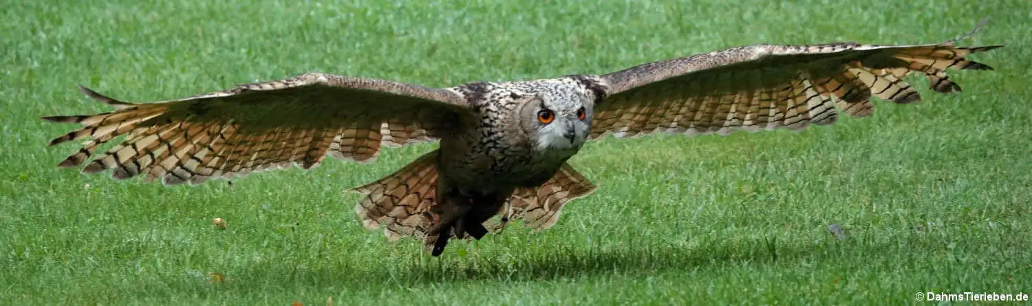 Europäischer Uhu (Bubo bubo bubo)