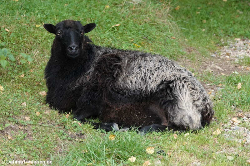 Graue gehörnte Heidschnucke