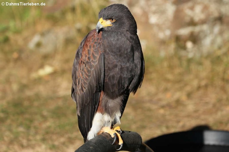 Parabuteo unicinctus