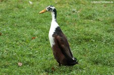 Laufente (Anas platyrhynchos domestica) im Adler- und Wolfspark Kasselburg in Pelm