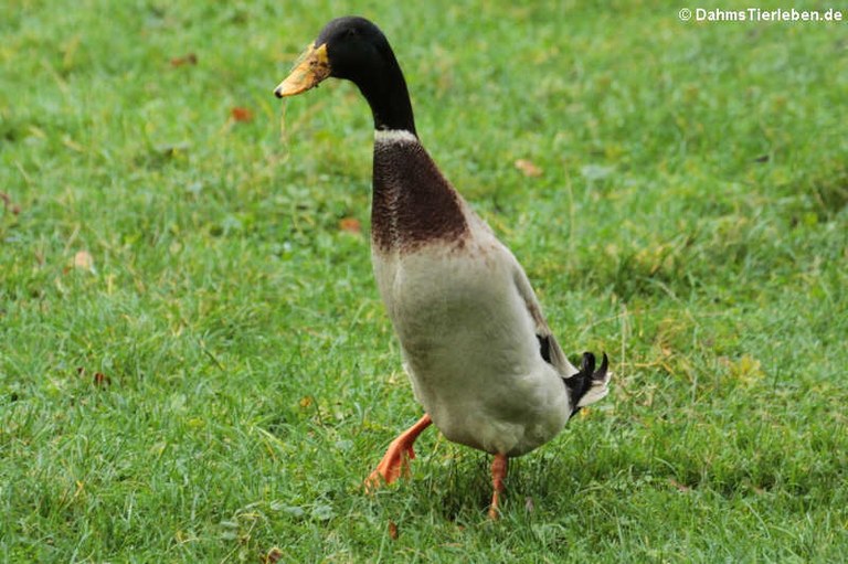 Anas platyrhynchos domestica