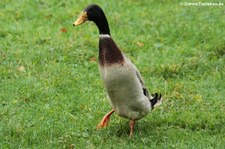 Laufente (Anas platyrhynchos domestica) im Adler- und Wolfspark Kasselburg in Pelm