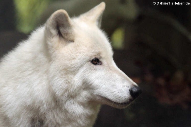 Canis lupus arctos