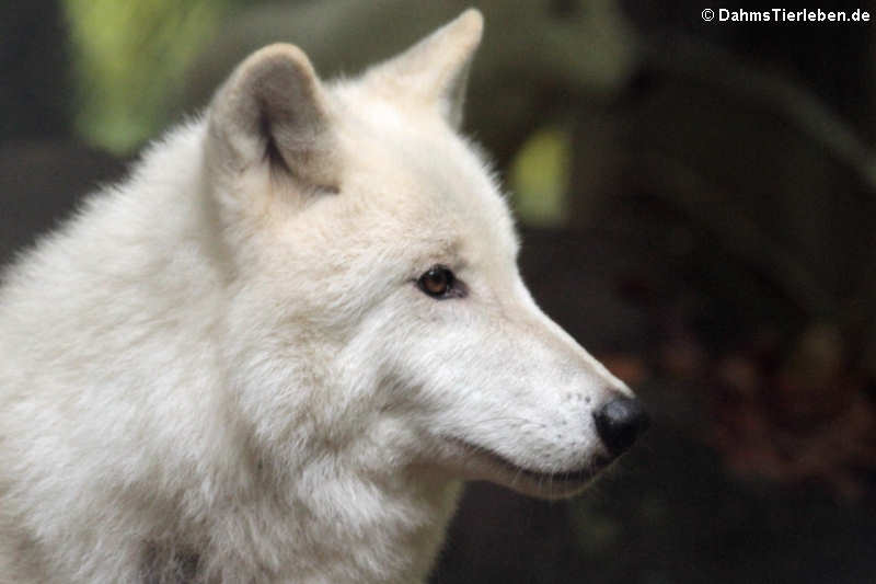 Polarwolf (Canis lupus arctos)