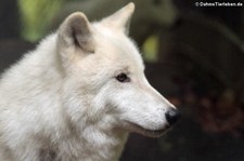 Canis lupus arctos (Polarwolf) im Adler- und Wolfspark Kasselburg in Pelm