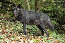 Westlicher Timberwolf (Canis lupus occidentalis) im Adler- und Wolfspark Kasselburg in Pelm